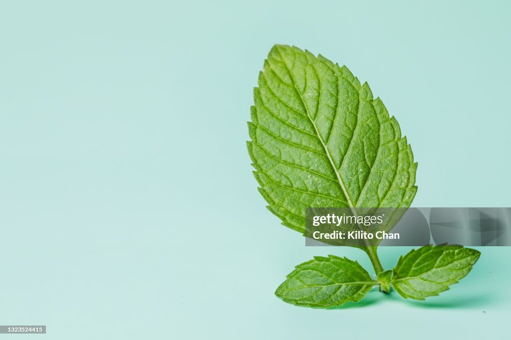 Mint leaves against green background