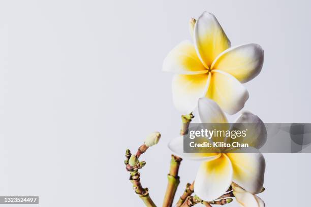 frangipani branch against white background - frangipane stock-fotos und bilder