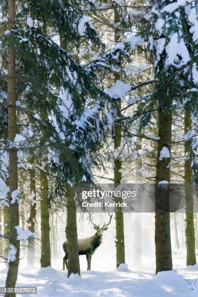 schneebedeckte bäume im winter mit rotwild mit geweih zwischen den bäumen - deutschland wald winter stock-fotos und bilder