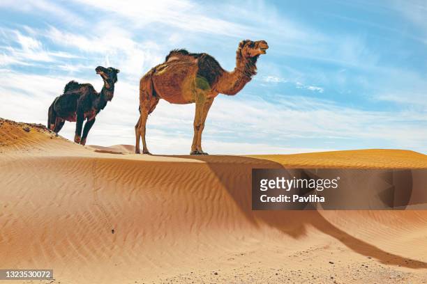 kameler i sahara, erg chebbi, marocko, nordafrika - dromedary camel bildbanksfoton och bilder