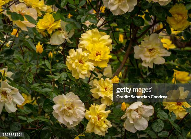 Yellow British Roses 1,537 The English Roses Stock Photos, High-Res Pictures, and Images ...