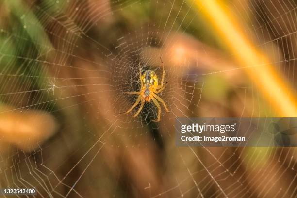 epeire diademe - orb weaver spider bildbanksfoton och bilder