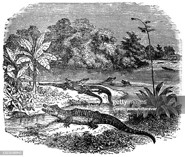 ilustraciones, imágenes clip art, dibujos animados e iconos de stock de caimanes americanos en el río st. john en florida, estados unidos - siglo 19 - alligator