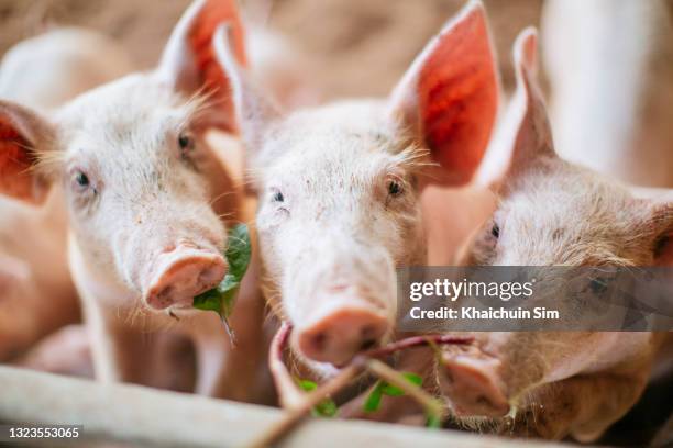 piglets looking at camera while eating - pigs eating stock pictures, royalty-free photos & images