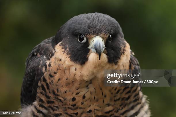 close-up portrait of owl,london,ontario,canada - peregrine falcon stock-fotos und bilder