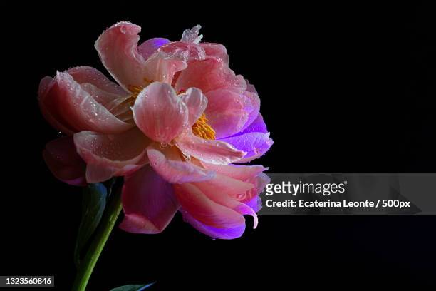9,235 Pink Flower Black Background Photos and Premium High Res Pictures -  Getty Images
