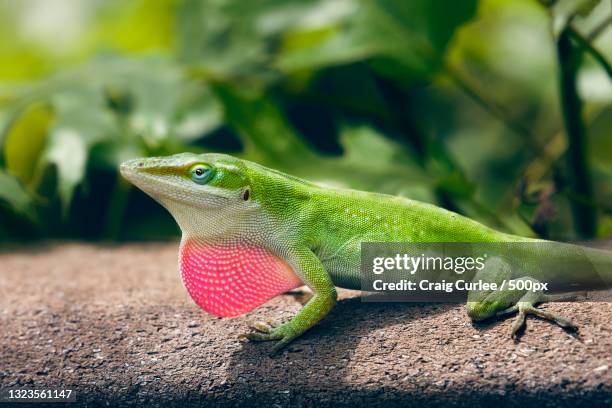 close-up of anole gecko on rock,granbury,texas,united states,usa - anole lizard stock pictures, royalty-free photos & images