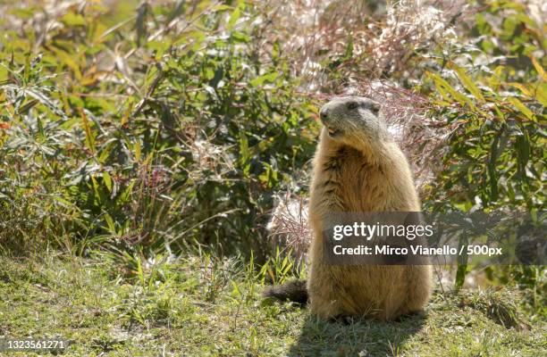 close-up of bear sitting on field,livigno,sondrio,italy - woodchuck stock-fotos und bilder