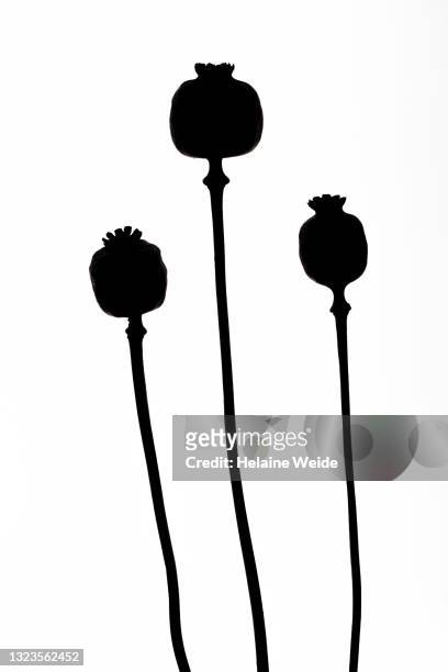 poppyflower buds silhouette - papoulas imagens e fotografias de stock