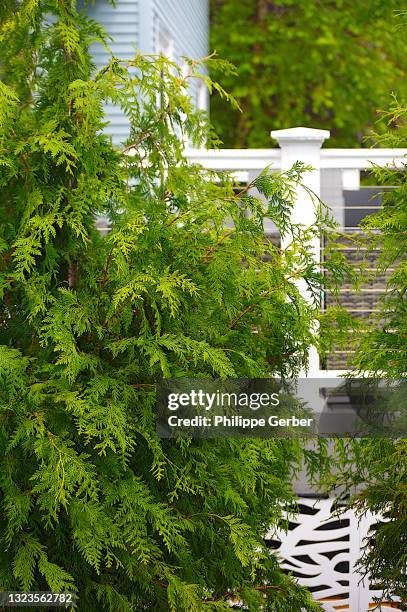 green giant arborvitae tree - american arborvitae stock pictures, royalty-free photos & images