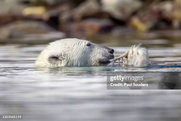 1,354 Flesh Eating Animal Photos and Premium High Res Pictures - Getty Images 1,354 Flesh Eating Animal Photos and Premium High Res Pictures - Getty Images