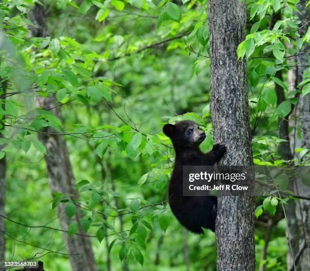 Springtime Bear Black Bear Energy Photos and Premium High Res Pictures - Getty Images