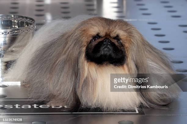 Pekingese dog "Wasabi," Best in Show winner of the 145th Westminster Kennel Club Dog Show, visits The Empire State Building on June 14, 2021 in New...