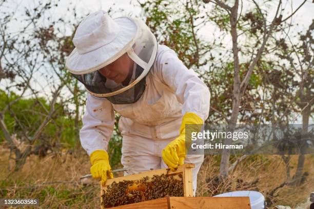 tiro de um apicultor abrindo uma moldura de colmeia em uma fazenda - profissão relacionada com animais - fotografias e filmes do acervo