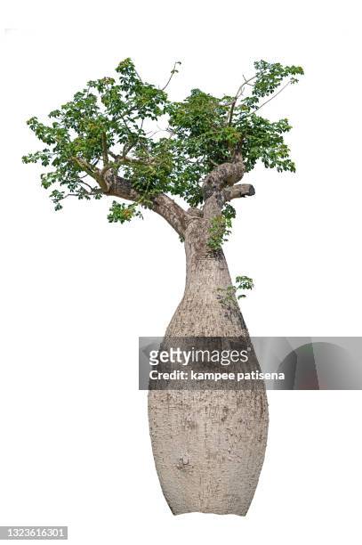 baobab bottle tree isolated on white background - baobab tree stock pictures, royalty-free photos & images