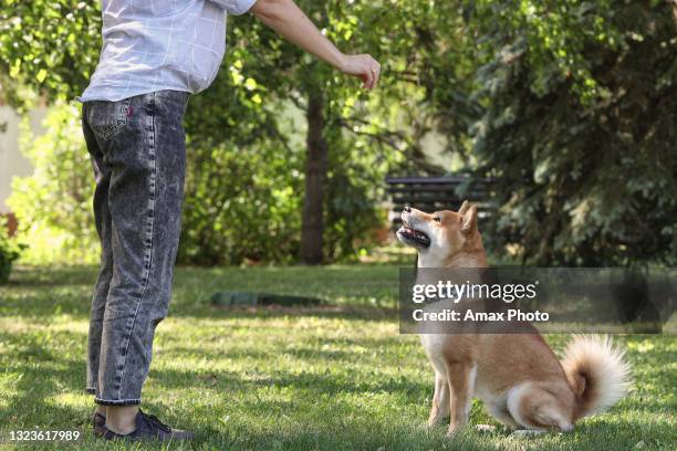 red shiba inu dog walking with owner in summer park - cute shiba inu puppies stock pictures, royalty-free photos & images