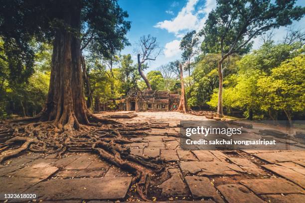 low angle view of angkor wat cambodia.ta prohm khmer temple - banyan tree fotografías e imágenes de stock