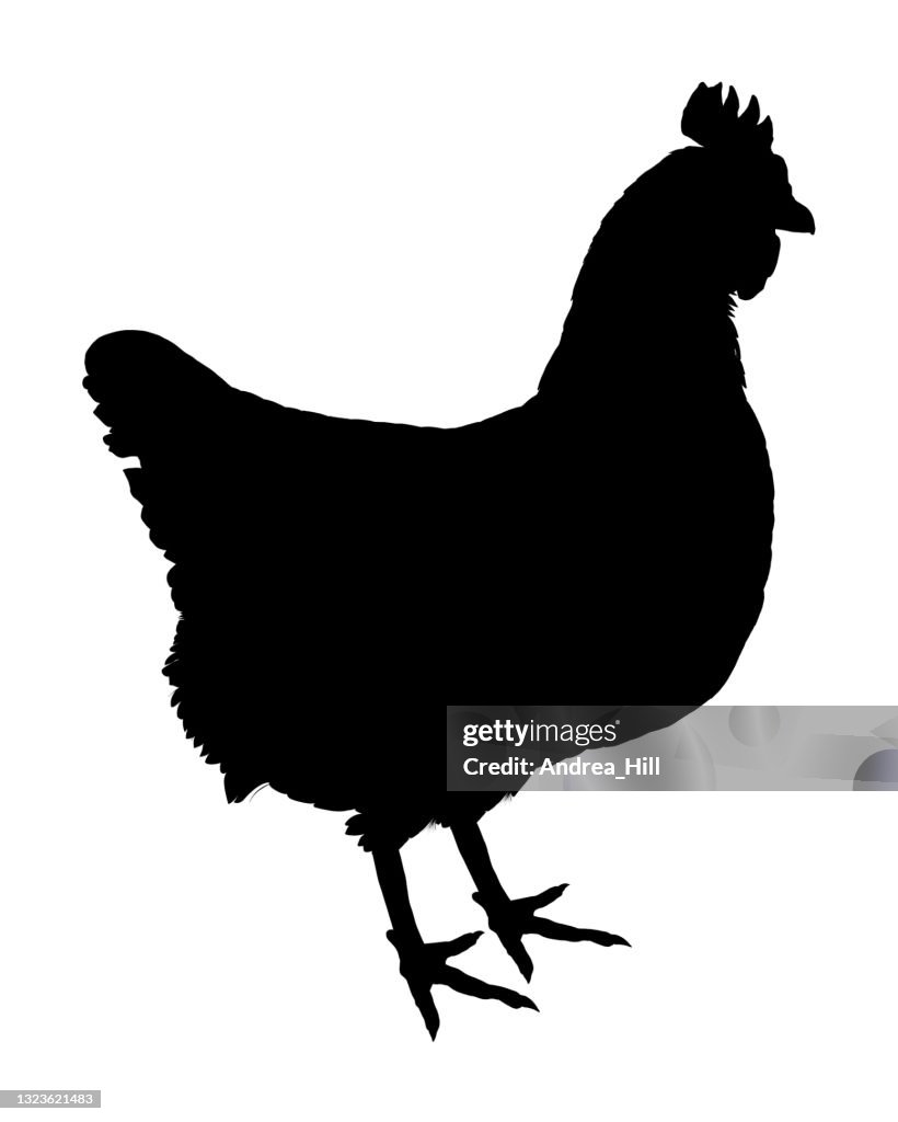 Chicken Silhouette, Vector EPS10 Illustration