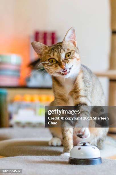 smirking kitten - mouth smirk stock pictures, royalty-free photos & images