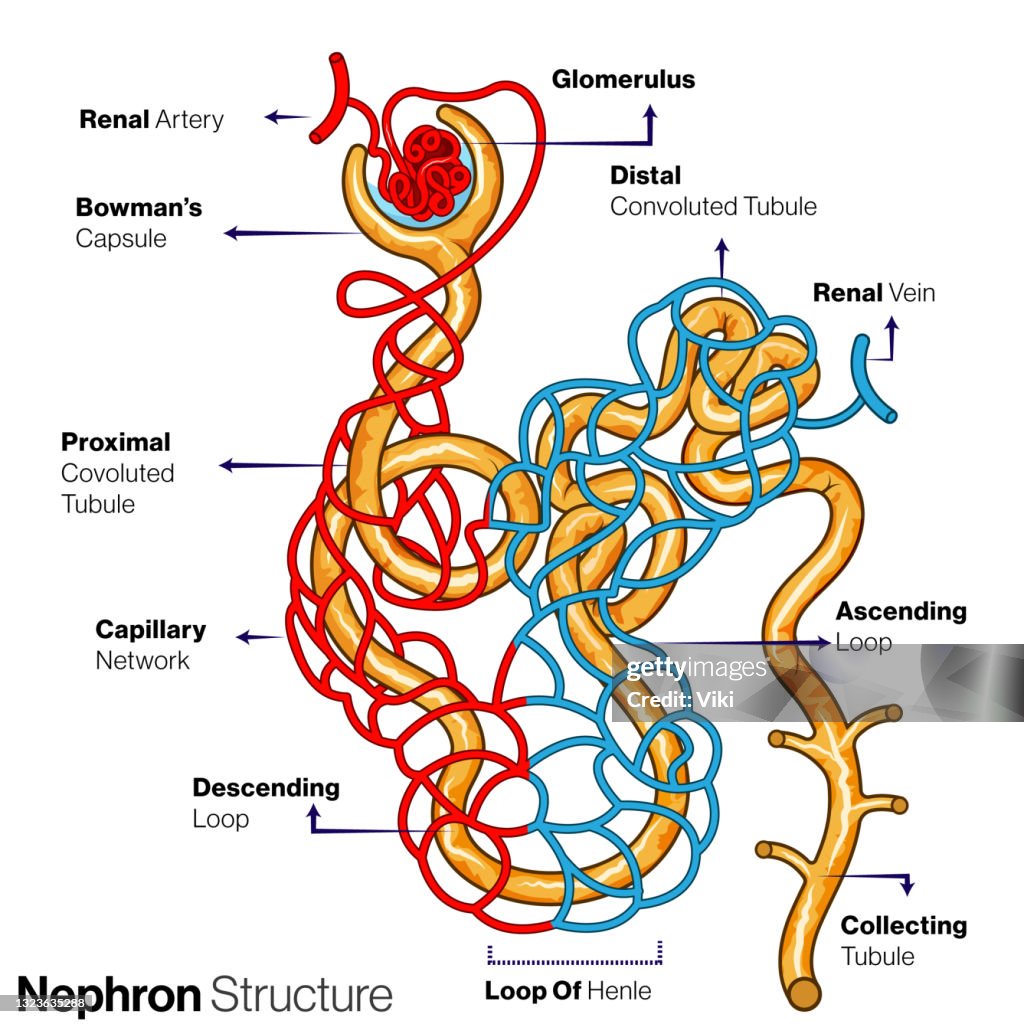 Illustration Of Human Kidney Functional Unit Nephron High Biology Diagrams