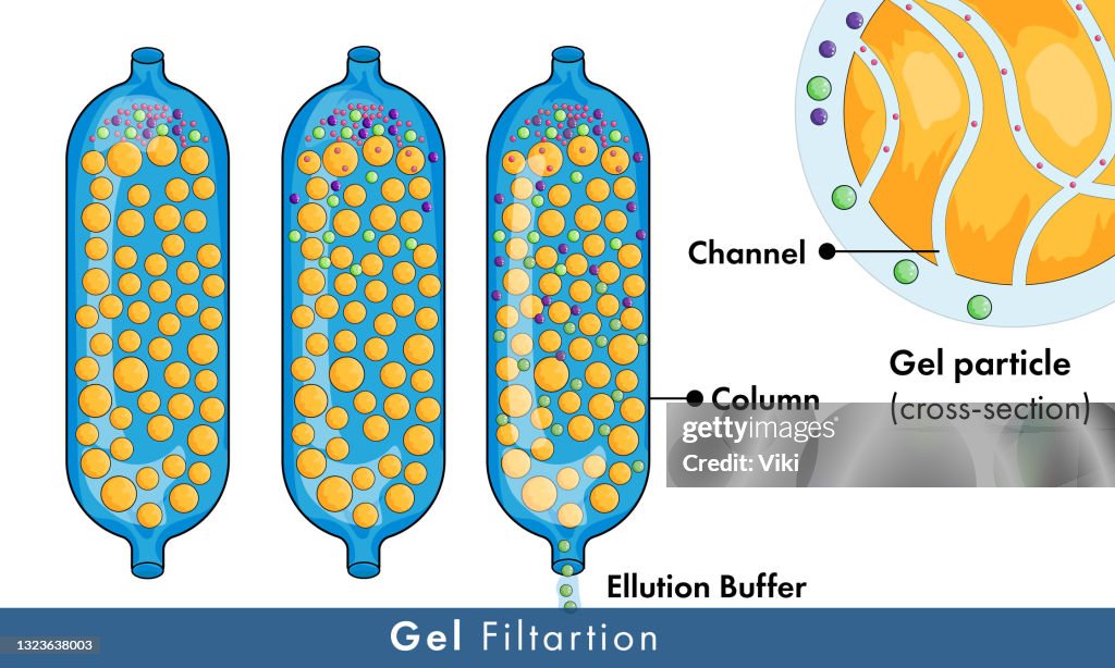 Illustration Of Gel Filtration Chromatography Also Called Size ...