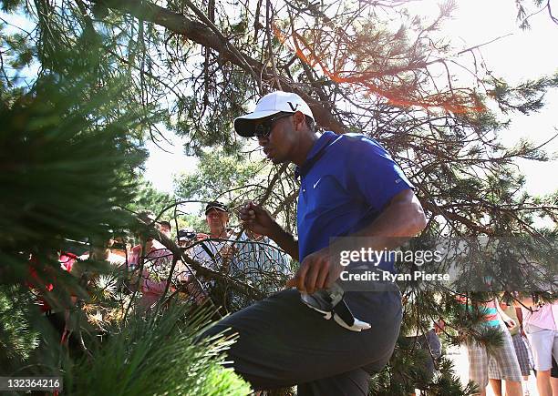 Tiger Woods of the USA climbs into the bushes to find his ball on the 11th Hole during day three of the 2011 Emirates Australian Open at The Lakes...