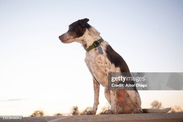 dog silhouette at sunset - pure bred dog stock pictures, royalty-free photos & images