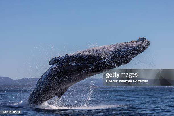 humpback whale breaching - salto de baleia imagens e fotografias de stock
