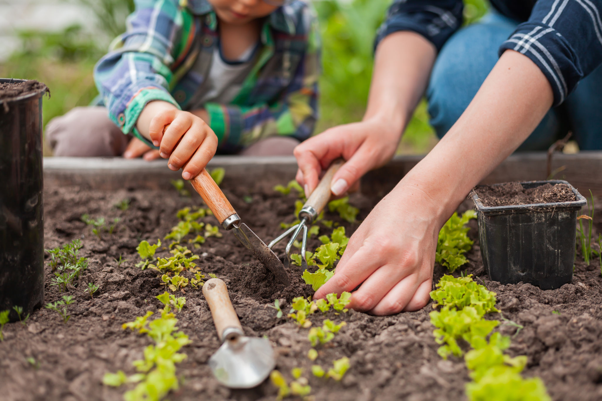 planting garden