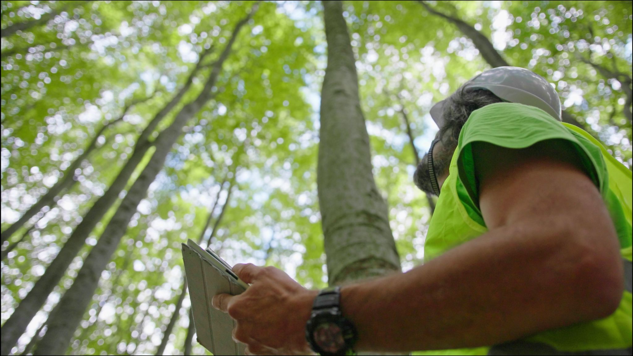 Humane Pest Bird Management: Methods Compared
