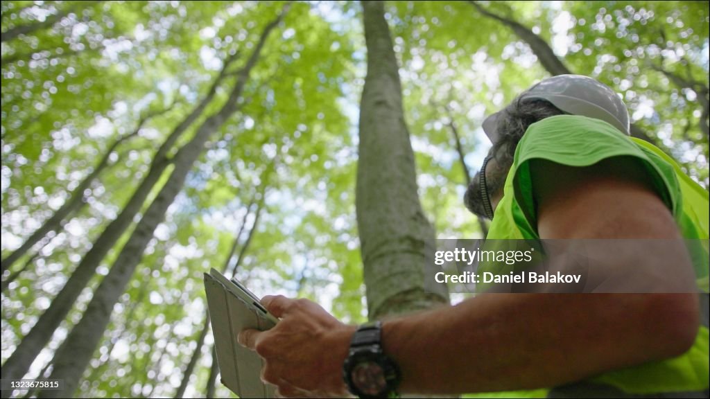 Ecologista em trabalho de campo. Forester examina árvores em sua condição natural na floresta e coleta amostras para pesquisas aprofundadas. Cuidado e sustentabilidade do ecossistema.
