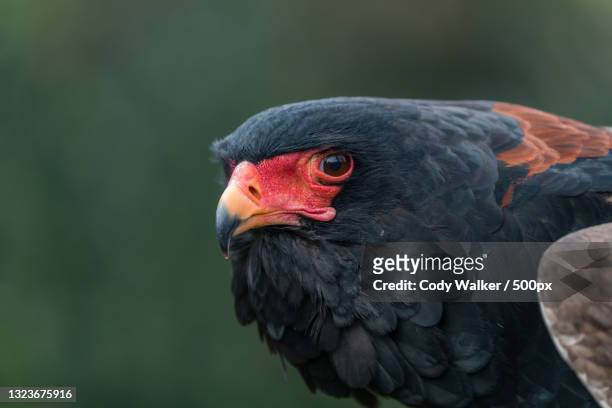 close-up of eagle of prey - bateleur eagle stockfoto's en -beelden