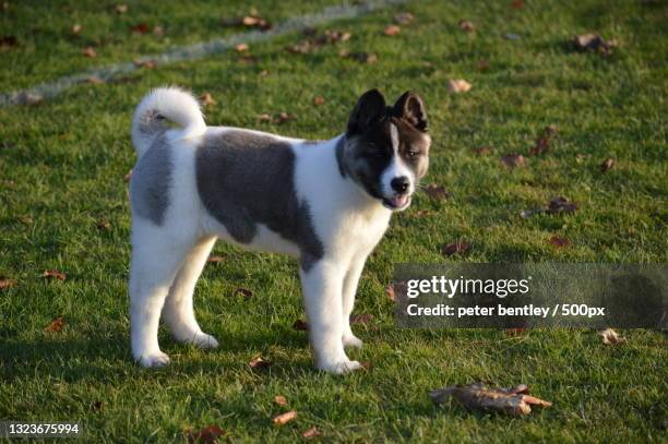 portrait of akita standing on field - akita inu fotografías e imágenes de stock