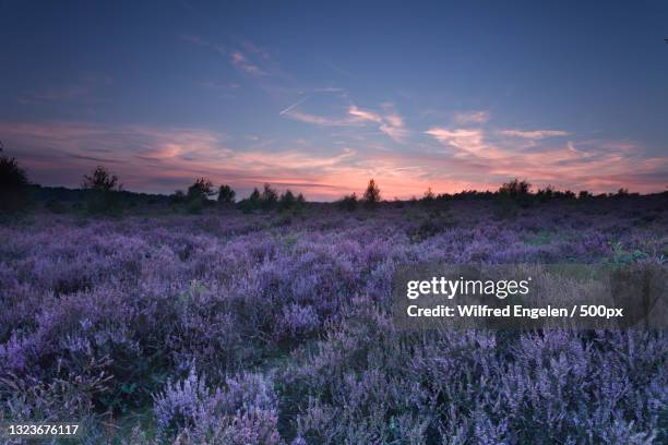scenic view of lavender field against sky during sunset,rheden,gelderland,netherlands - paars - fotografias e filmes do acervo