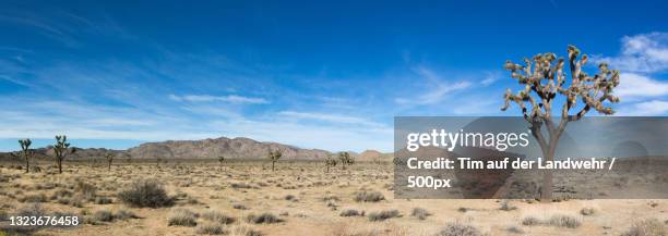 scenic view of desert against sky,twentynine palms,california,united states,usa - josuabaum stock-fotos und bilder