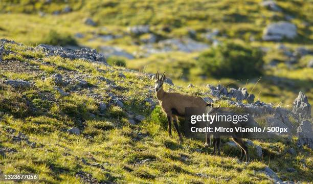 high angle view of deer standing on field,livigno,lombardia,italy - chamois - animal stock pictures, royalty-free photos & images