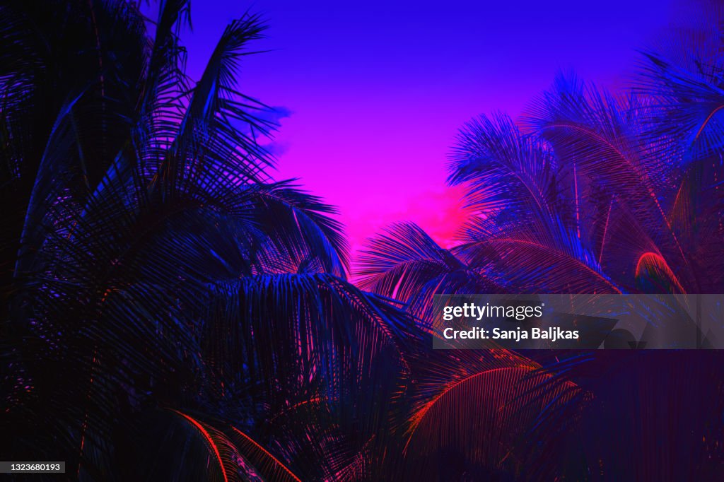 Palm tree neon