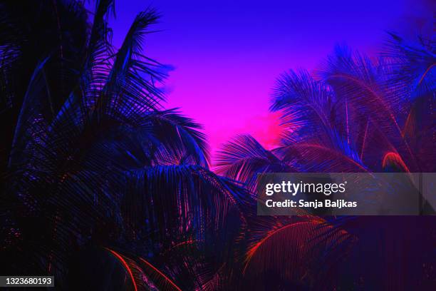 palm tree neon - feuille jungle photos et images de collection