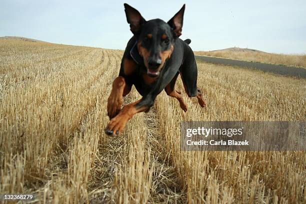 doberman flying across wheat field - dobermann stock-fotos und bilder