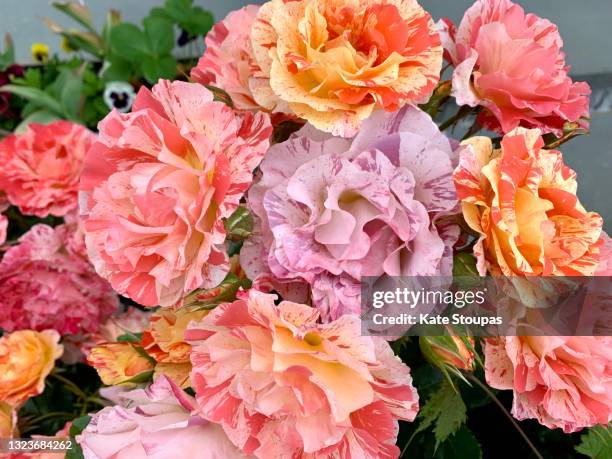 Mutli Color Rose 14,354 Multi Color Roses Stock Photos, High-Res Pictures, and Images ...