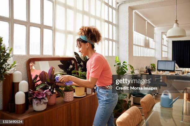 woman cleaning leaves of plotted plants at home - spolverare foto e immagini stock