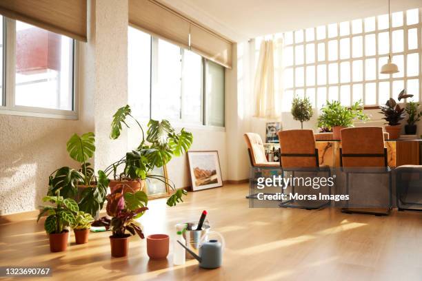 potted plants in domestic room - sunny window stock pictures, royalty-free photos & images
