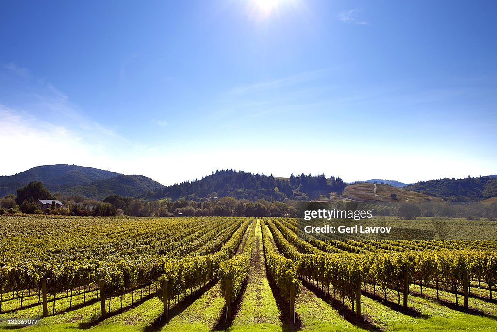 Vineyards