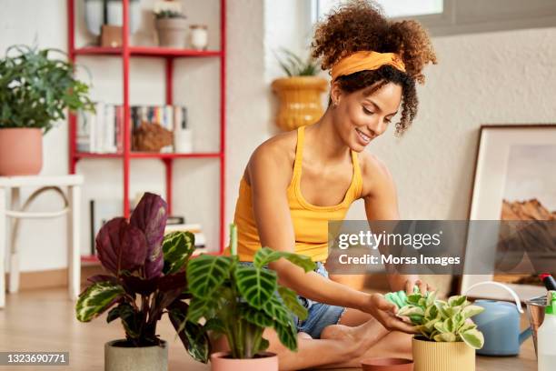 woman cleaning leaves of plant sitting at home - hobbies 個照片及圖片檔