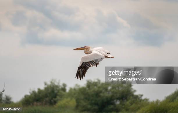 a spot billed pelican enjoying a nice flight in the morning inside the bioreserve biosphere danube delta - biosphere planet earth stock pictures, royalty-free photos & images