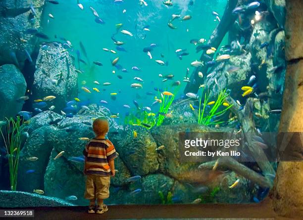 boy in aquarium  of colorful fish swimming - people at aquarium stock pictures, royalty-free photos & images
