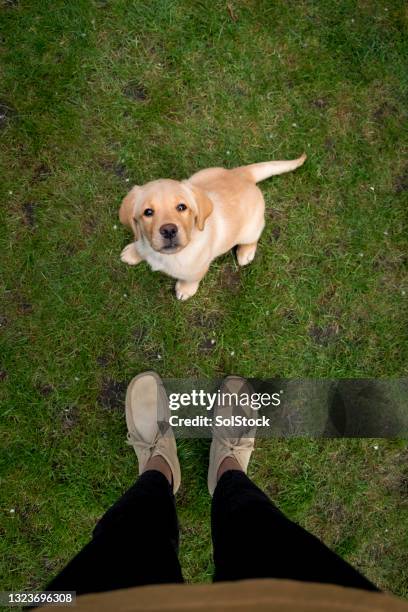 cute puppy in the garden - yellow lab puppies stock pictures, royalty-free photos & images