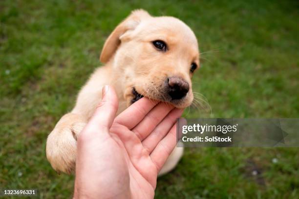 teething puppy - yellow labrador retriever stock pictures, royalty-free photos & images