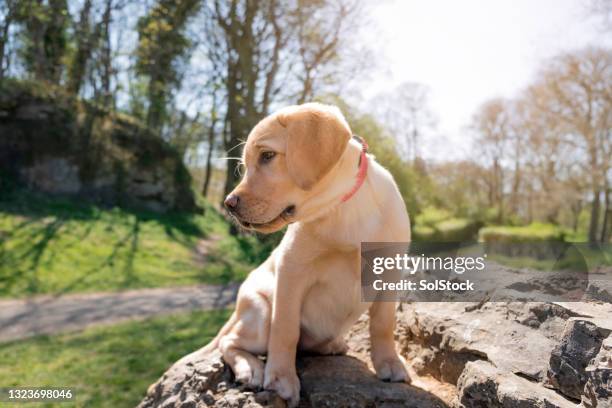 cute golden labrador retriever puppy in the park - labrador puppy stock pictures, royalty-free photos & images