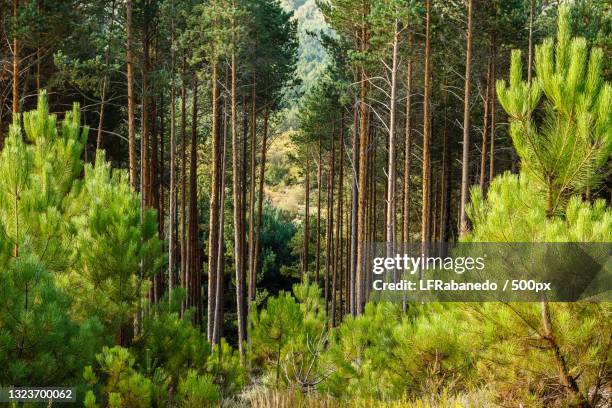 trees growing in forest,sierra de la culebra,spain - botánica stock-fotos und bilder